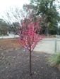 Kobai Japanese Flowering Apricot